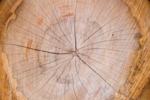 a cross section of wood