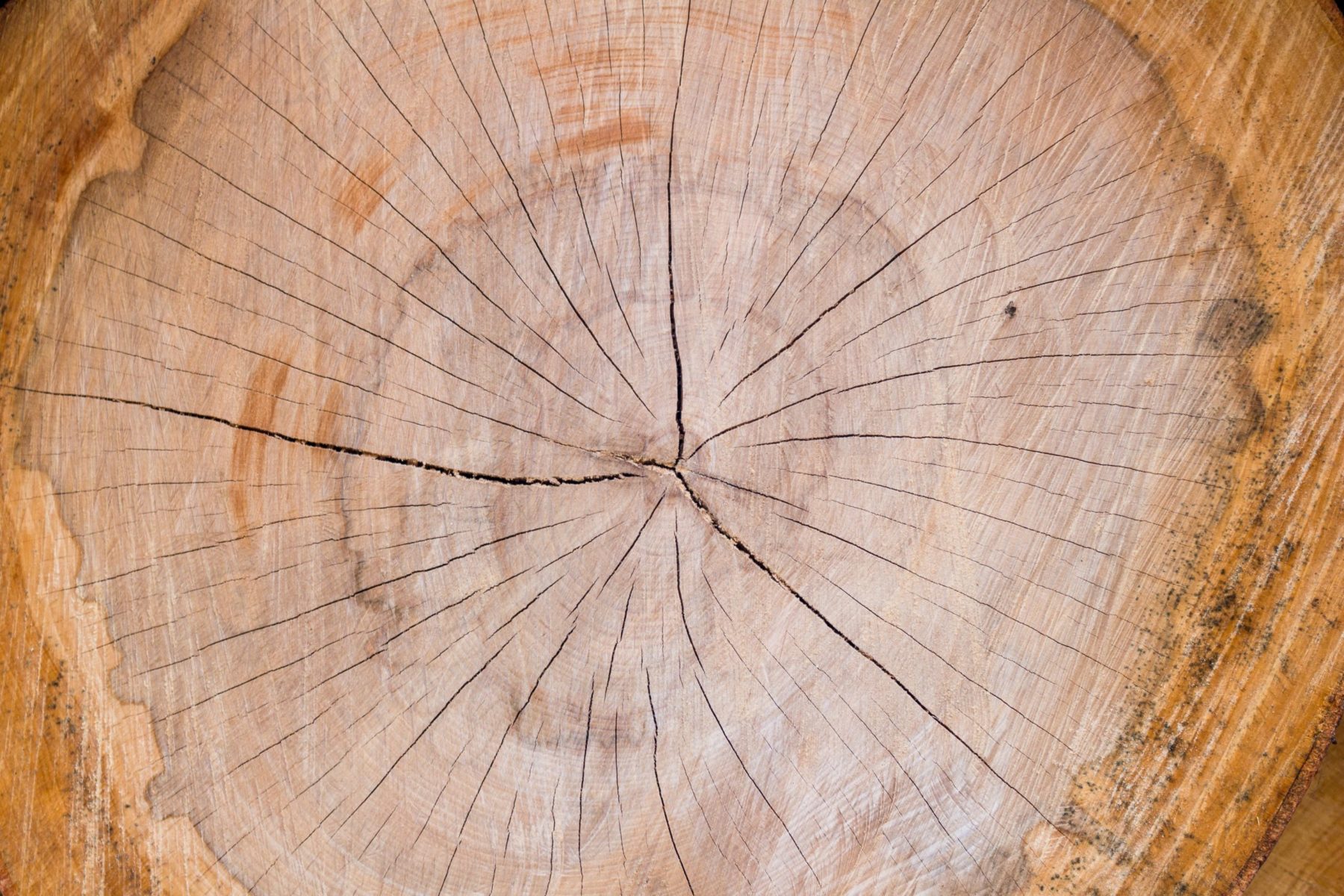 a cross section of wood