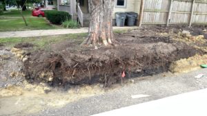 Construction damage. Root plate was cut and tree is unstable.