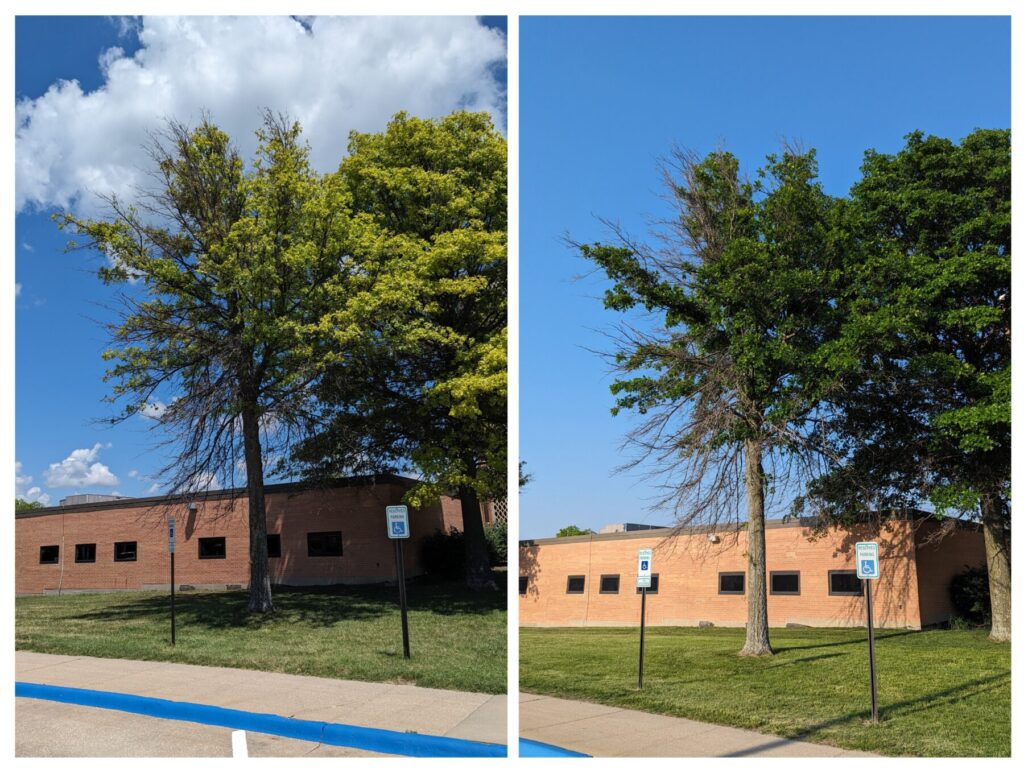 Photo of a yellow oak tree and the same oak tree, vibrant green after treatment