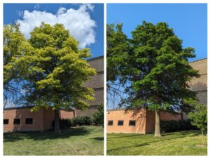 Photo of yellow oak tree and the same oak tree vibrant green after treatment
