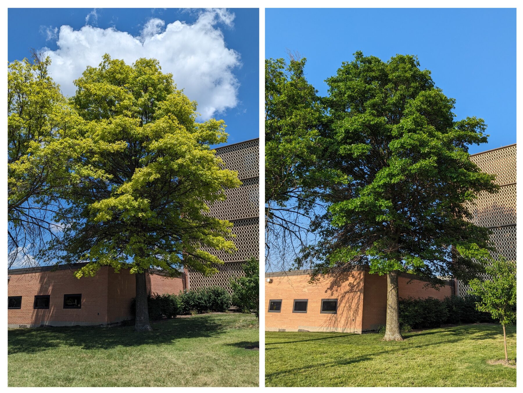 Photo of yellow oak tree and the same oak tree vibrant green after treatment