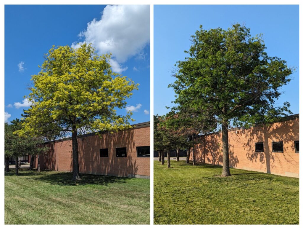 Photo of a yellow oak tree and the same oak tree, vibrant green after treatment