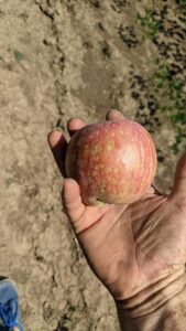 Spraying fruit trees can help produce nice quality apples.