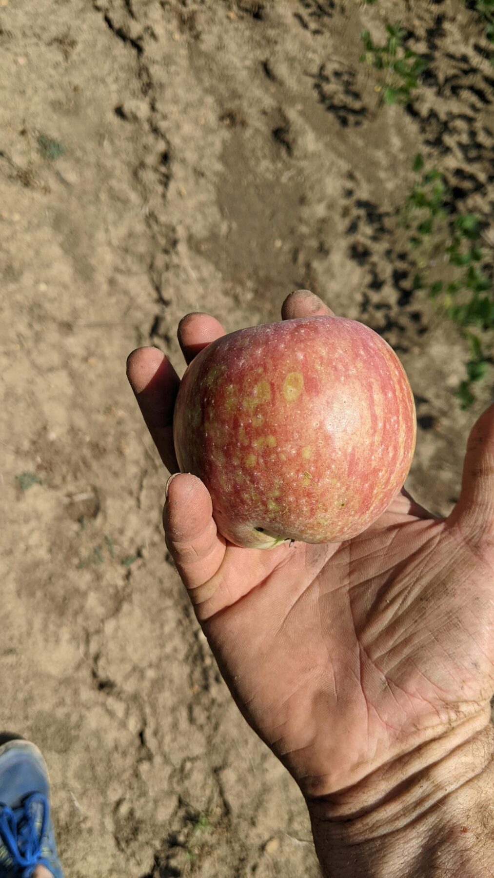Spraying fruit trees can help produce nice quality apples.