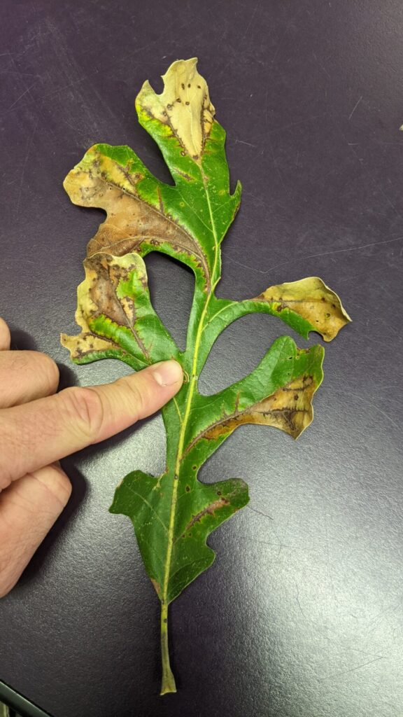 Bur oak leaf showing angular brown lesions following the veins, a classic symptom of bur oak blight
