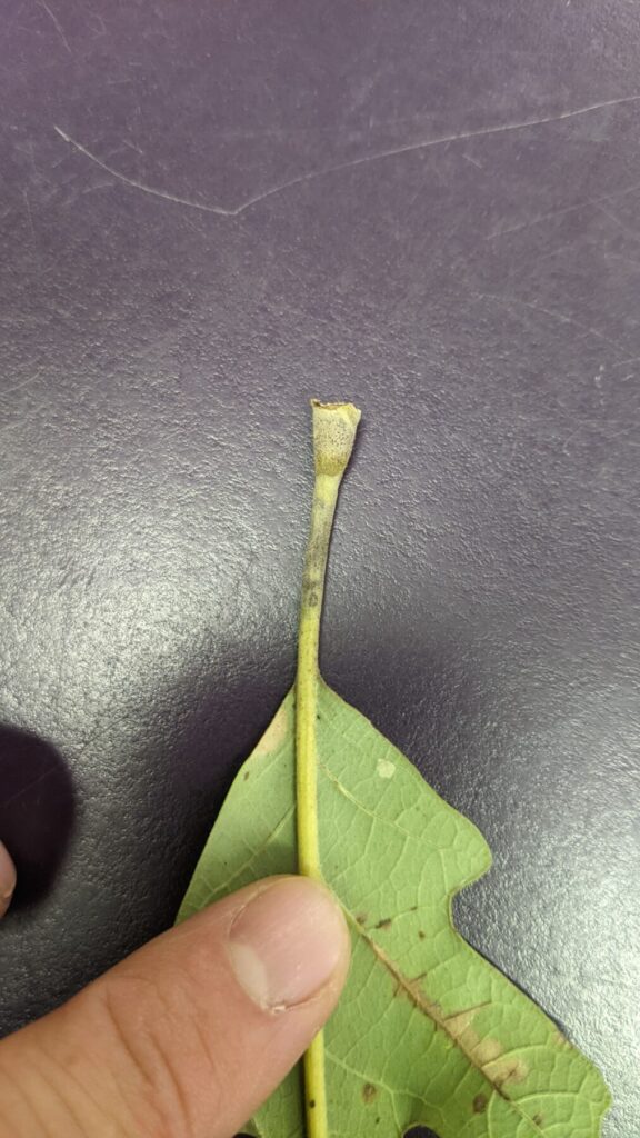 Bur oak leaf petiole with dark fungal spore structures associated with bur oak blight