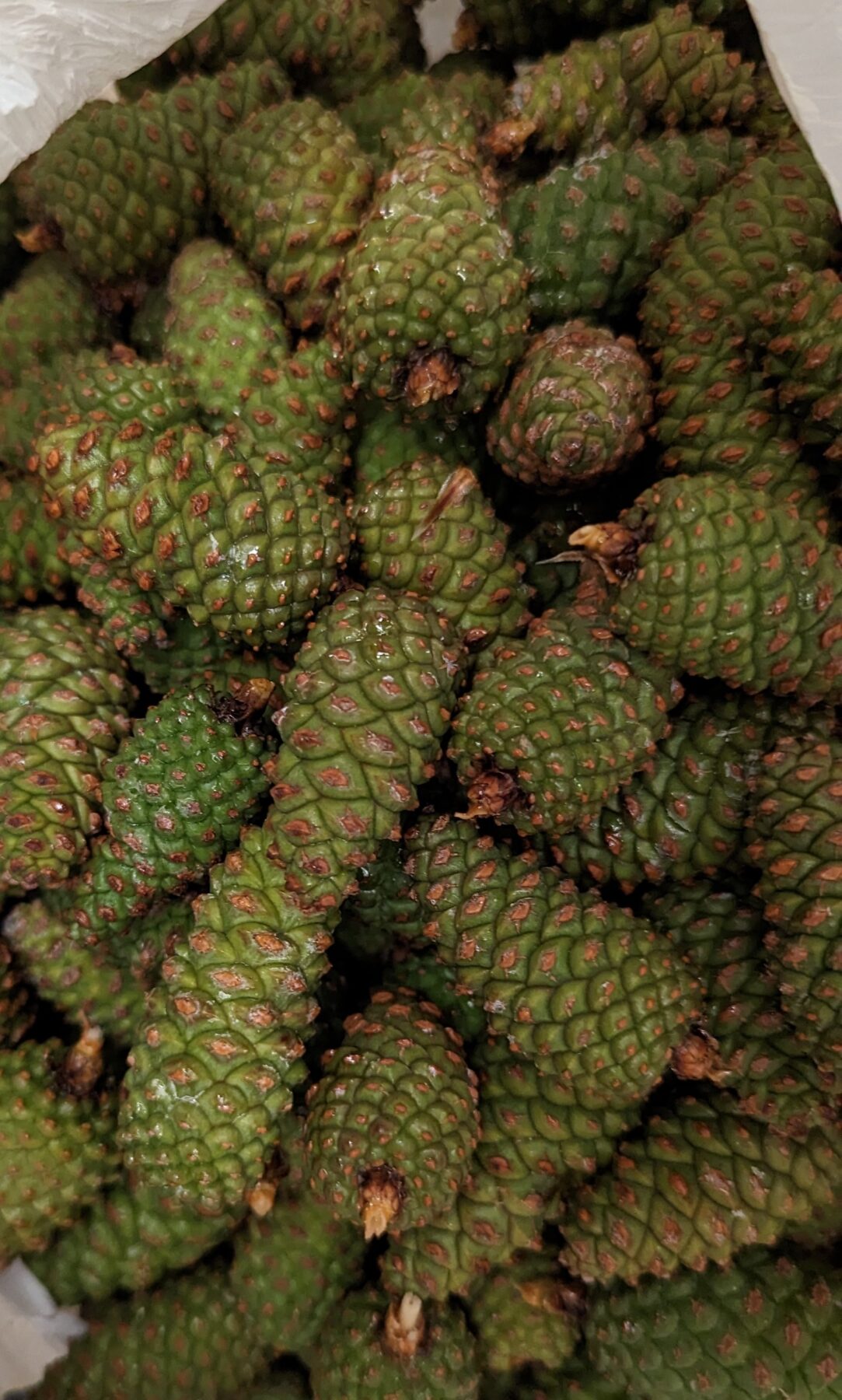 Recently harvested green pine cones used for pine cone syrup.