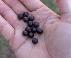 hackberry berries in a hand in kansas, Emporia, Topeka, Lawrence, Kansas City