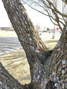 Hazard ash tree with a crack in the stem over a public road.