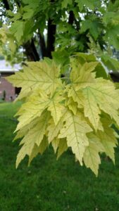 Yellow leaves with green veins