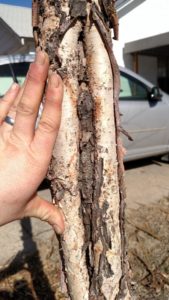Birch Sunscald