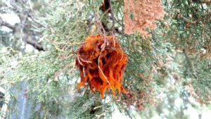 Cedar apple rust