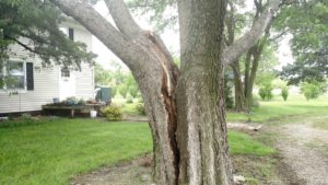 Hackberry with three co-dominate stems