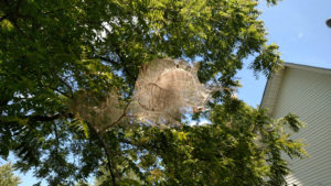 Fall webworm