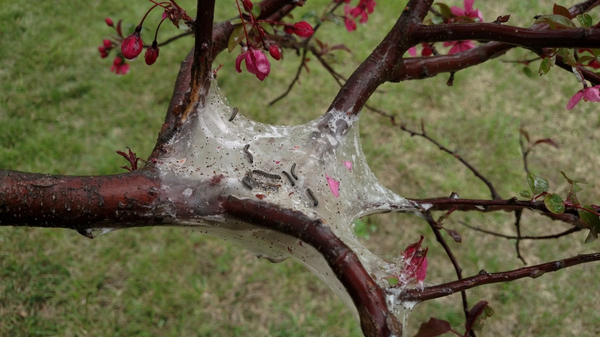 Eastern Tent Caterpillar