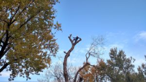 Tree Removal