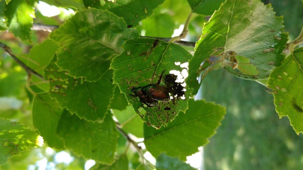 Japanese beetle emporia topeka lawrence KC