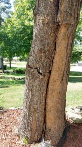An obviously dangerous tree with a horizontal crack in the trunk.