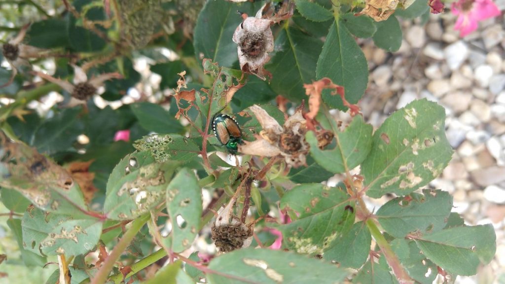 japanese beetle in topeka