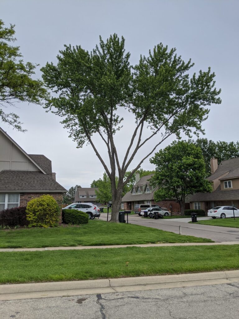 This is a silver maple that has been lions tailed. This is an inappropriate style of pruning.