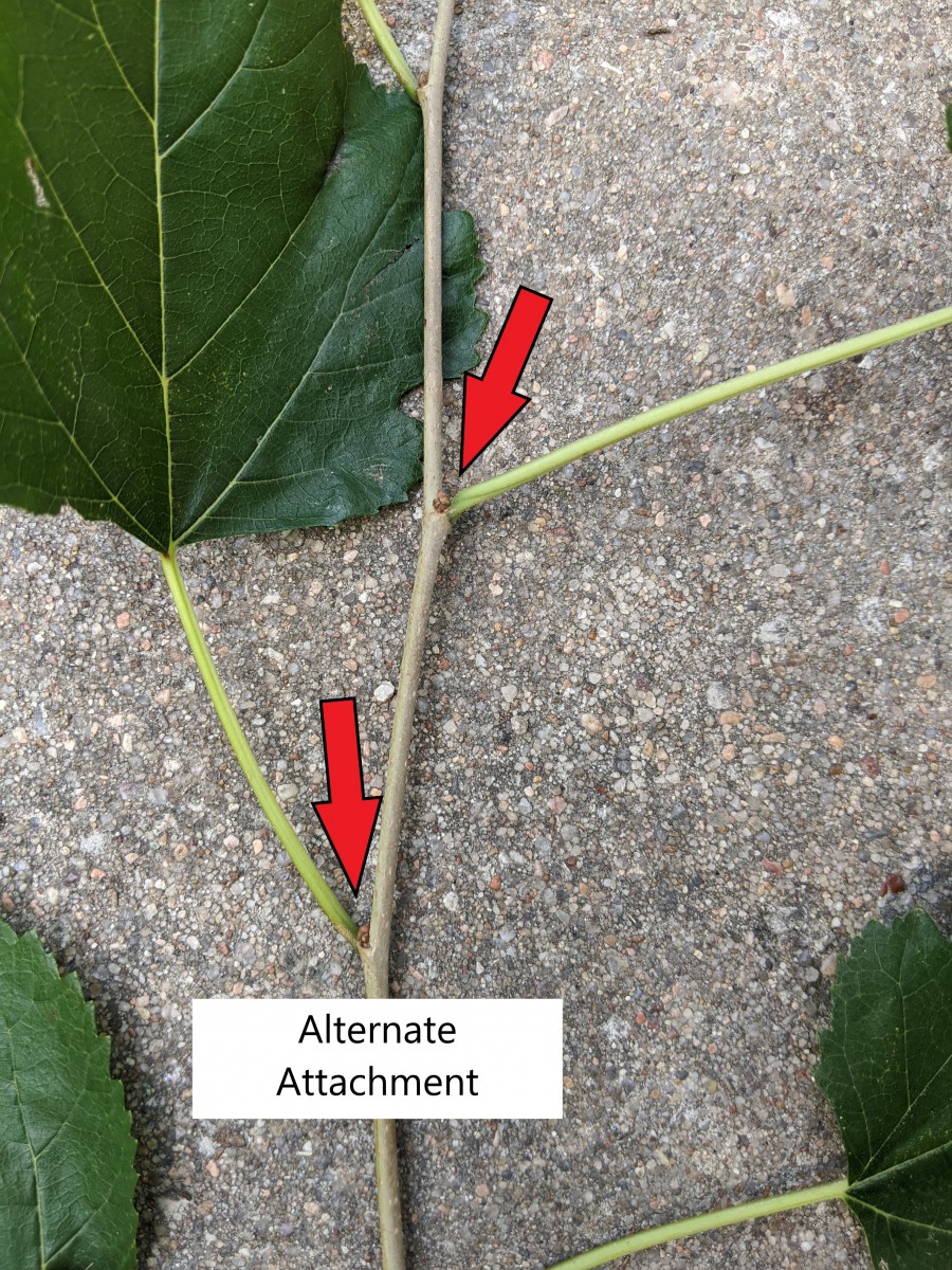 Emerald Ash Borer Update Wellnitz Tree Care Topeka, Emporia