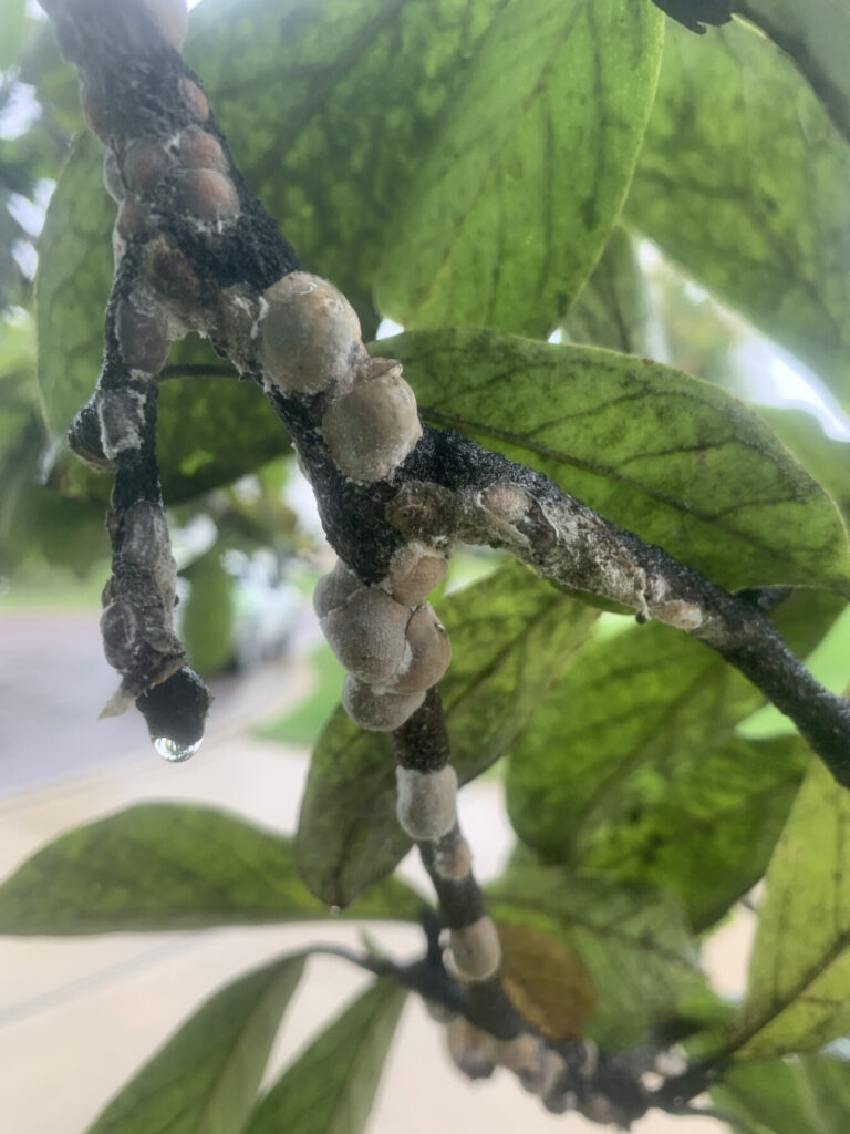 Magnolia Scale in Kansas