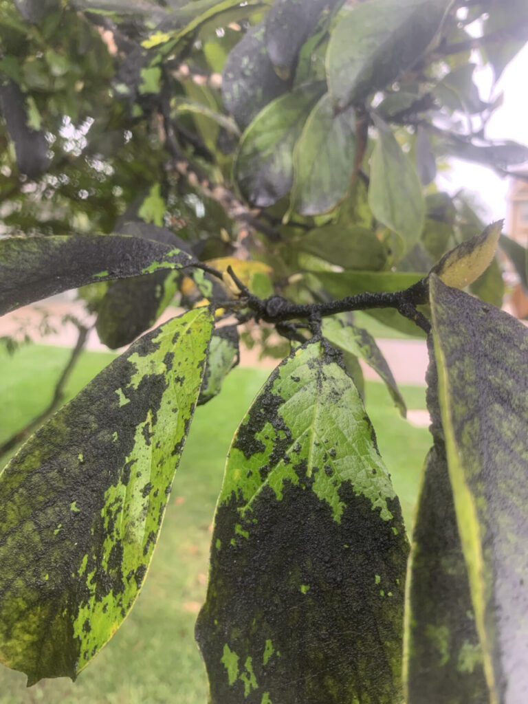 Sooty mold on magnolia leaves.