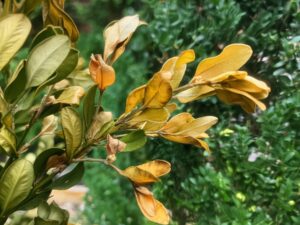 Boxwood Psyllid causing brown leaves at the tips of boxwood.