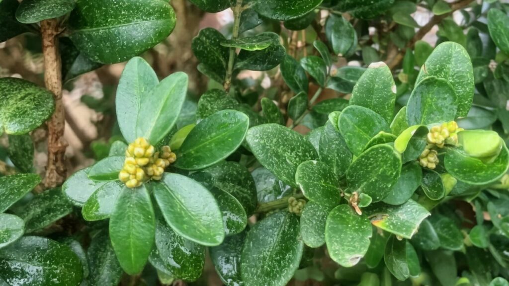 Boxwood spider mite causing stippling on the boxwood leaves.