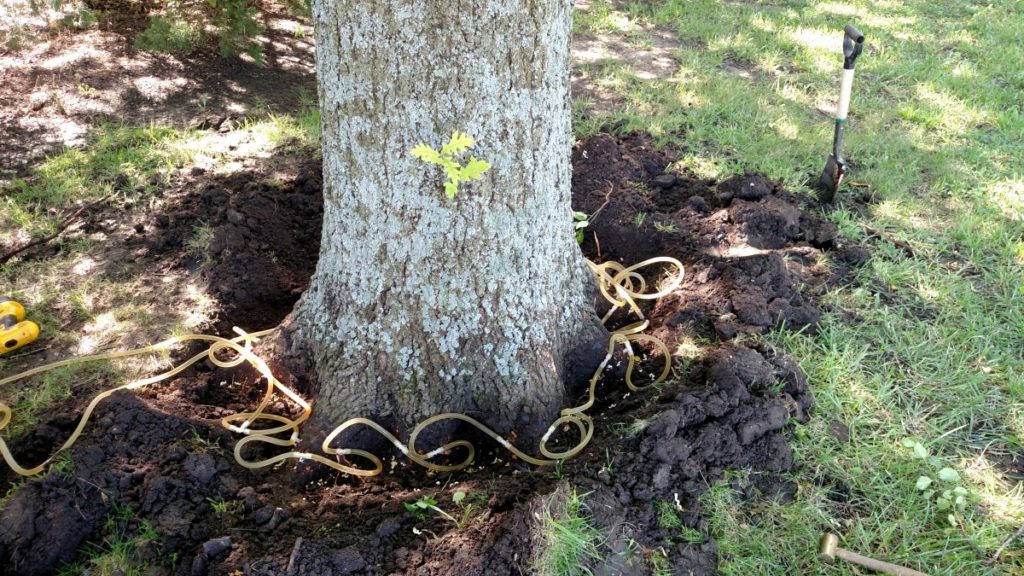 Treatment of a pin oak tree using direct injection.