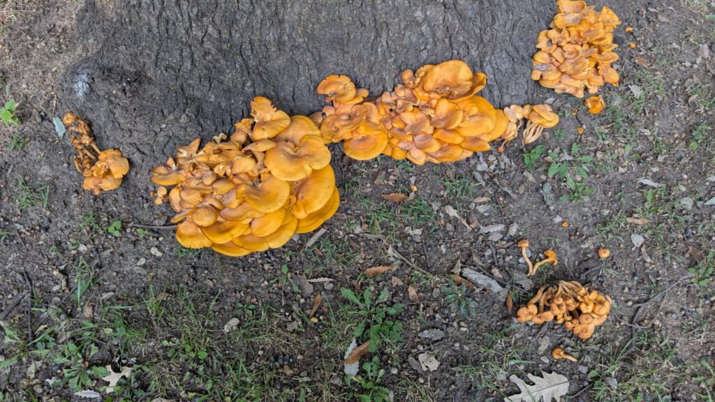 Cluster of jack-o-lantern mushrooms (Omphalotus illudens) on tree roots, an orange wood-decay fungus often found at the base of hardwood trees. Kansas City, Emporia, Topeka, Lawrence