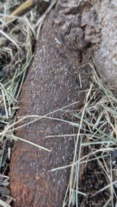 Japanese maple scale on the root flare of a tree.
