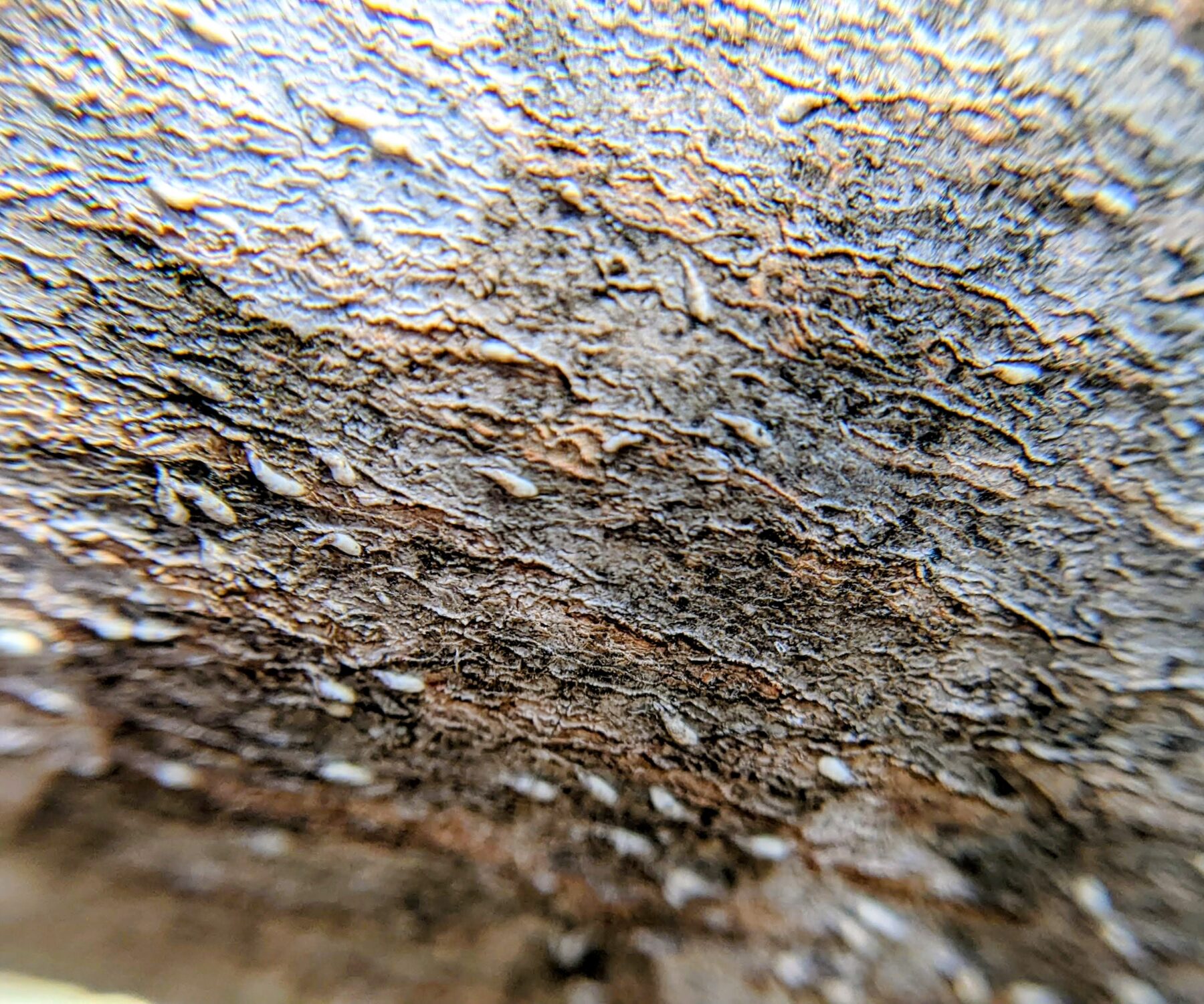 Japanese maple scale on a tree.