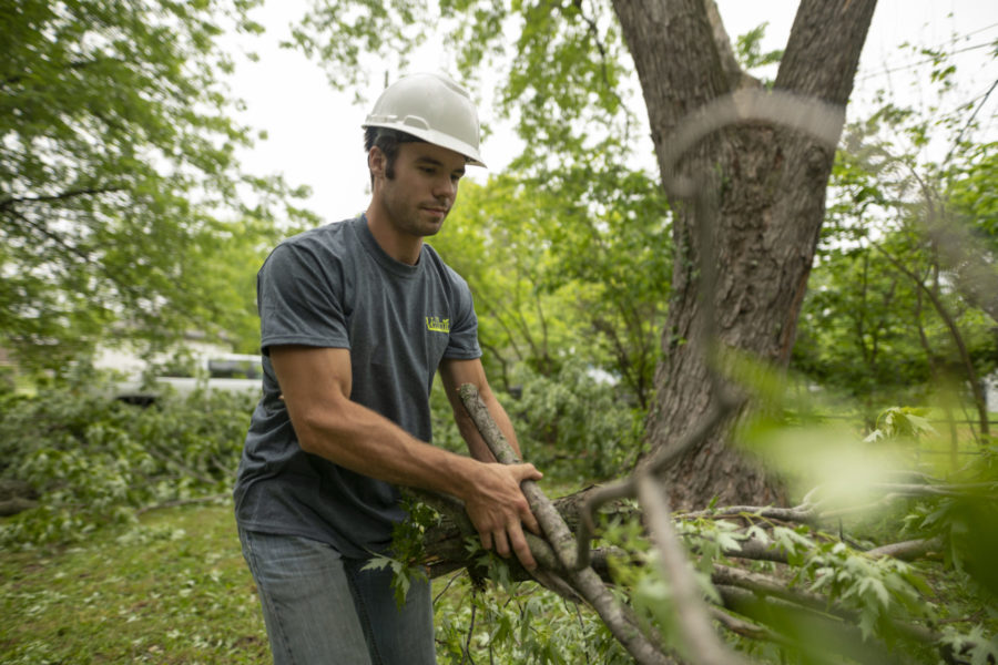 Wellnitz Tree Care Lawrence Tree Service