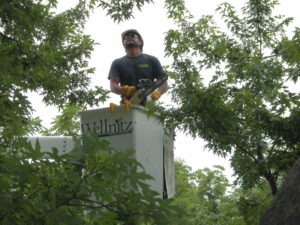 Tree Pruning