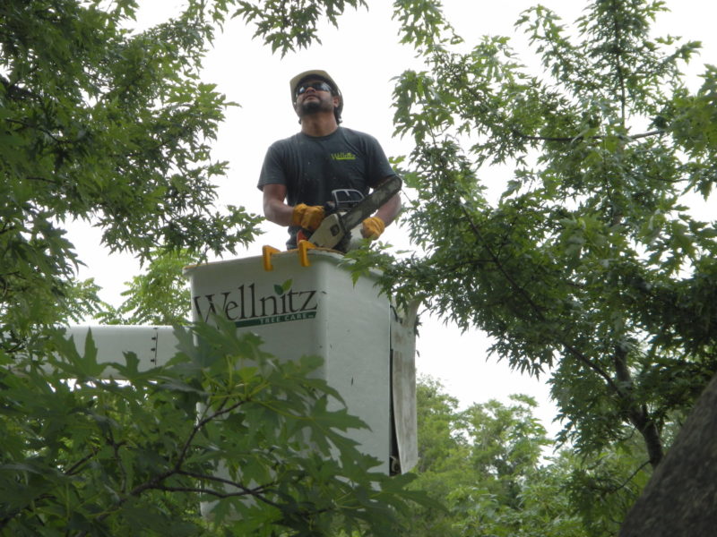 Tree Pruning