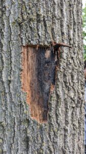 Oak wilt pressure pads
