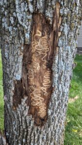 emerald ash borer S-shaped gallery under ash tree bark with bark splitting