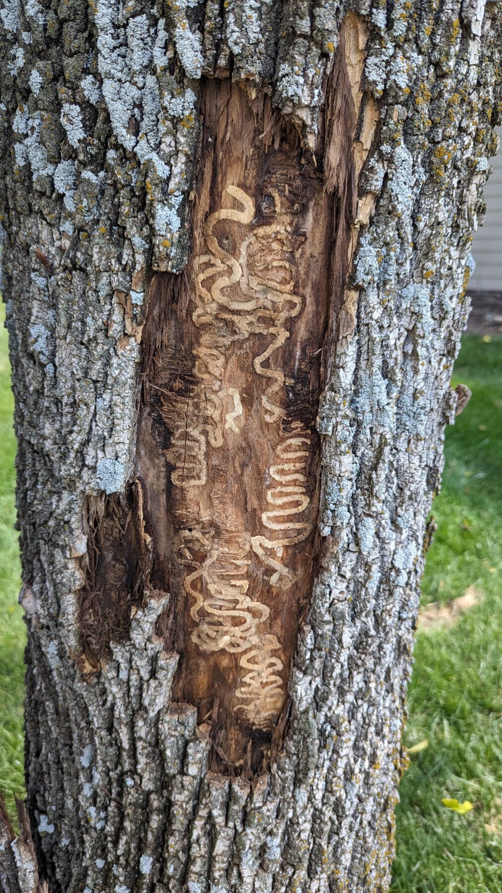 emerald ash borer S-shaped gallery under ash tree bark with bark splitting