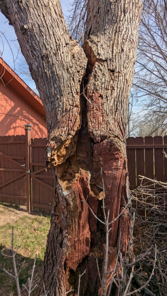 Close up of a badly damaged/decayed tree.