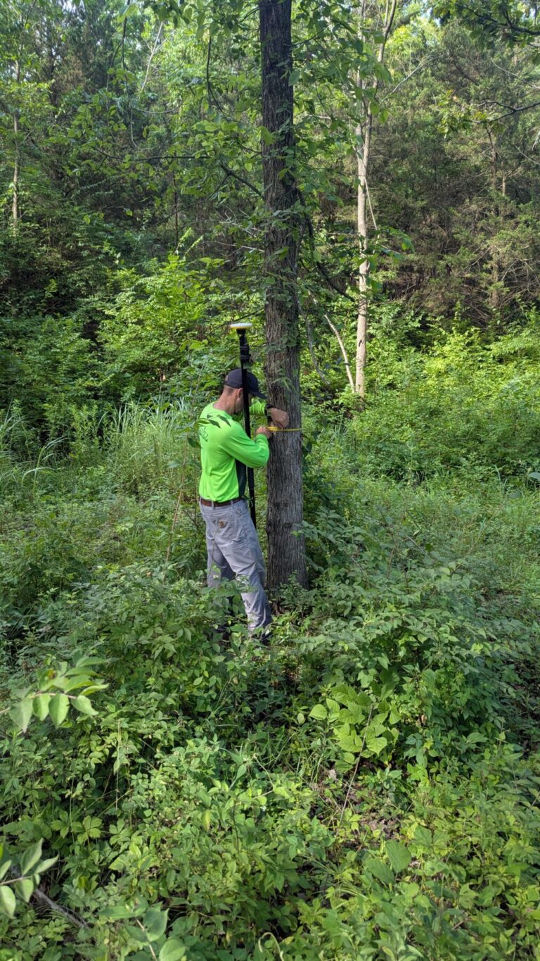 Board Certified Master Arborist Measures Tree for Tree Appraisal