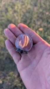 A persimmon in a hand