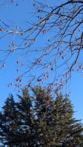 Persimmon tree with fruit hanging after leaf drop.