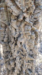 A close up of hackberry bark.