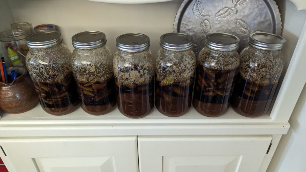 Pine cone syrup after fermentation is complete.