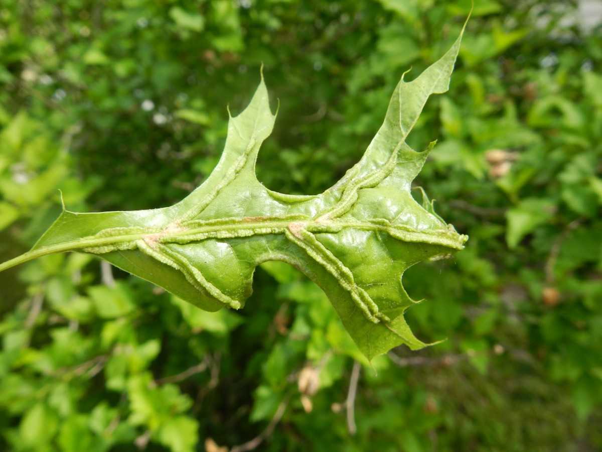 Vein Pocket gall