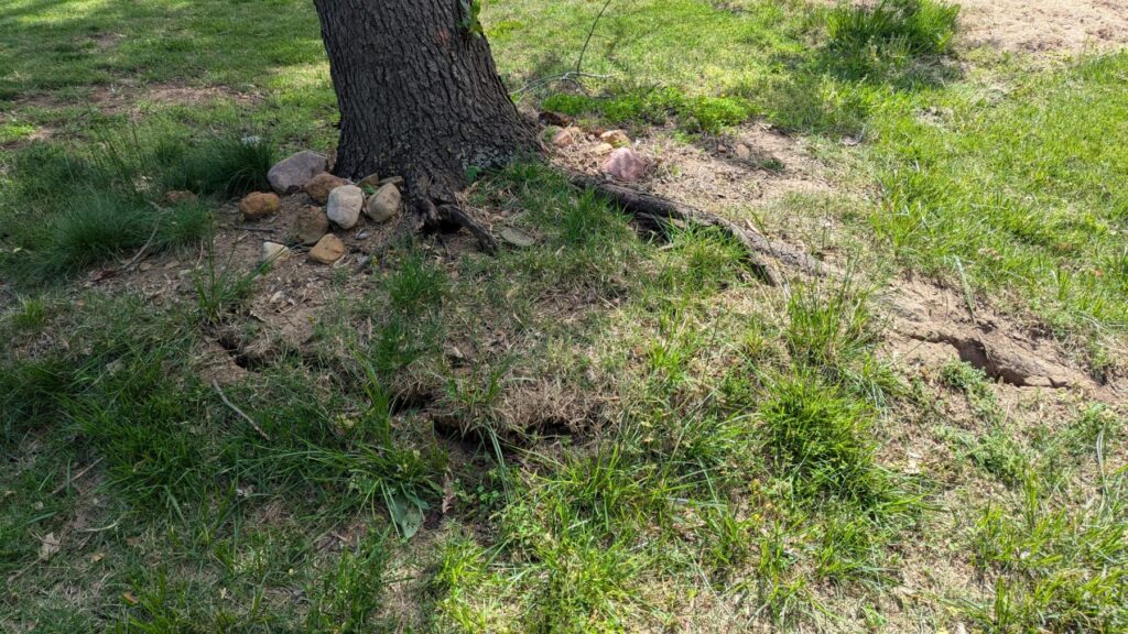 Tree with storm damage resulting in ground cracking and ground heaving. This is an indicator of imminent tree failure.