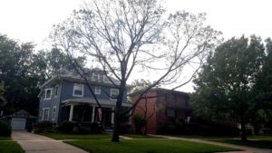 Sugar maple declining with thin canopy