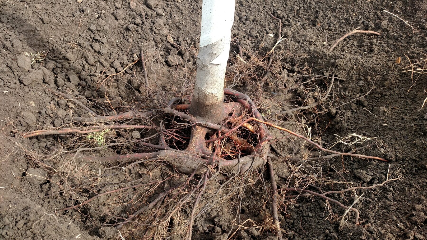 Stem girdling roots